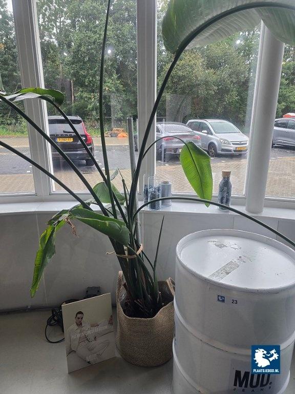 1 x Partij diverse decoratie en planten – foto 3 – kavel bij Plaats Je Bod, Weesp