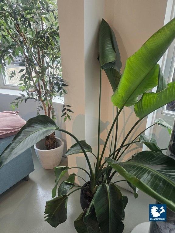 1 x Partij diverse decoratie en planten – foto 4 – kavel bij Plaats Je Bod, Weesp