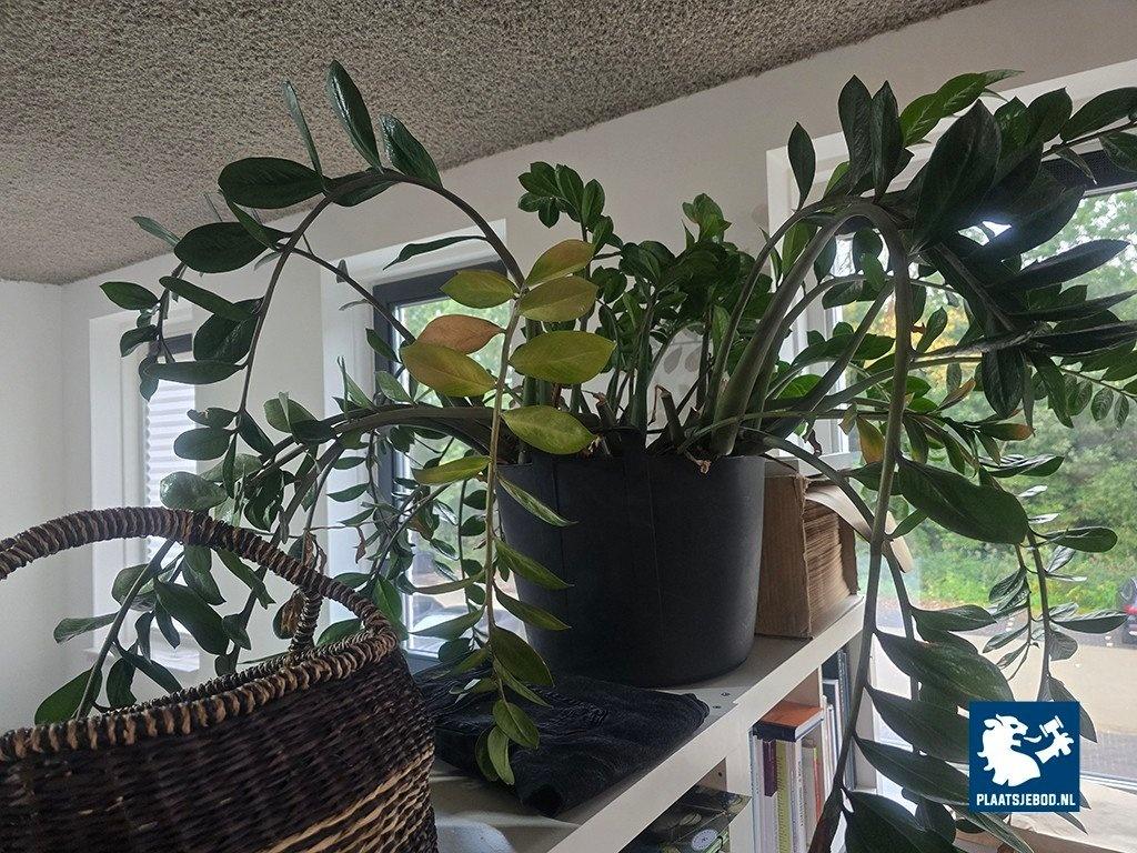 1 x Partij diverse decoratie en planten – foto 6 – kavel bij Plaats Je Bod, Weesp